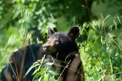 small black bear