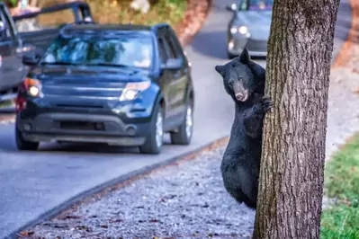 black bear climbing tree