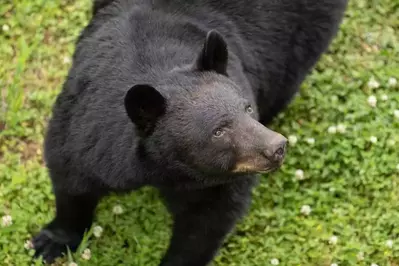 black bear close up