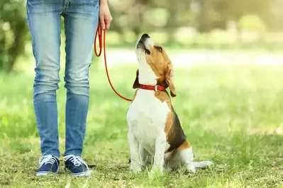 Dog on leash