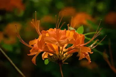 Orange,Flame,Azalea,Blooms,With,Selective,Focus,In,Blue,Ridge