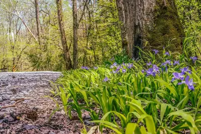 wildflowers along hiking trail in the Smokies