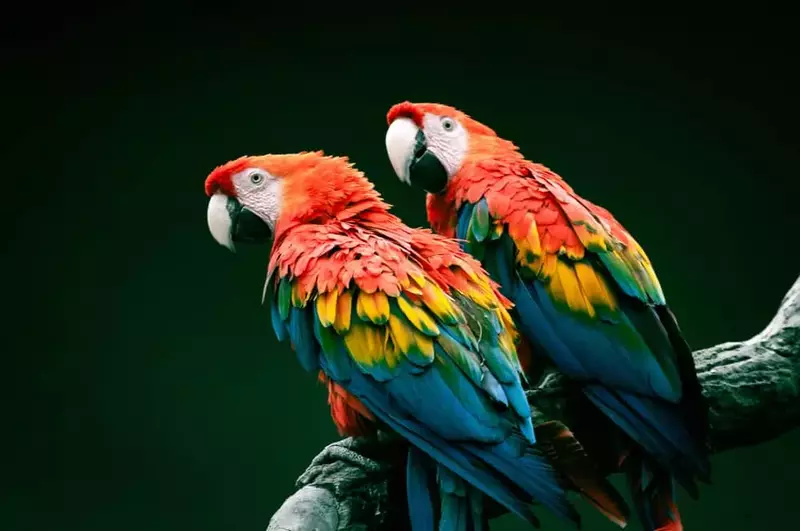 parrots copy