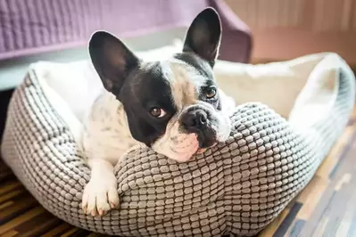 dog in pet bed