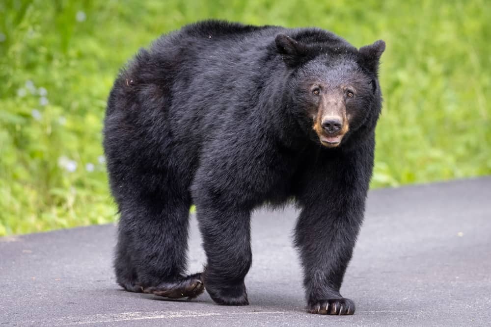 black bear on road
